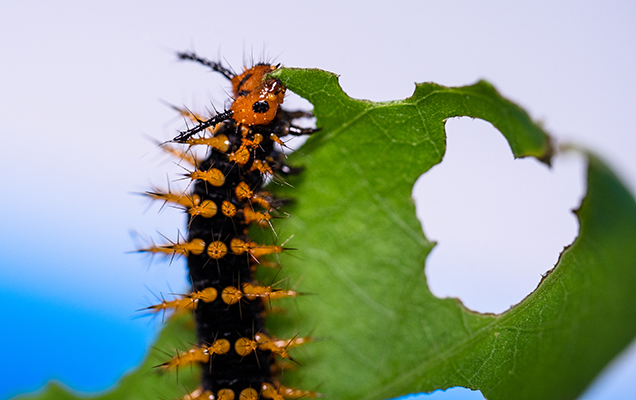 varied eggfly caterpillar